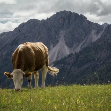 photo visuel d'une vache avec un fond de montagne pour présenter les producteurs locaux des hautes pyrénées