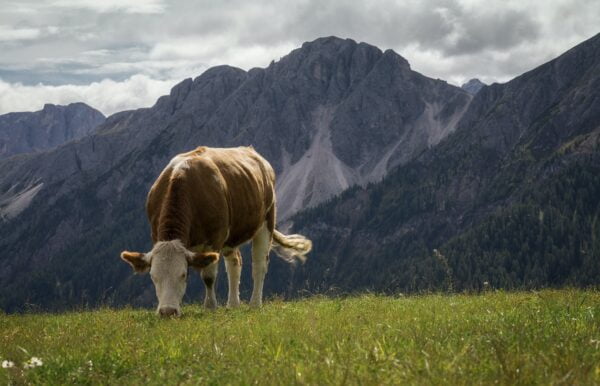 photo visuel d'une vache avec un fond de montagne pour présenter les producteurs locaux des hautes pyrénées