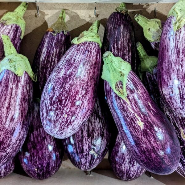 tas de plusieurs aubergines rayés violettes et blanches, disposées dans une caisse en lamelles de bois