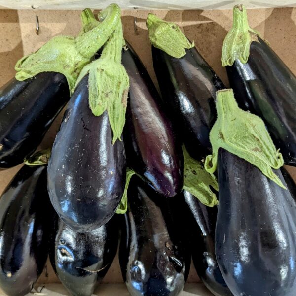 8 Aubergines violettes bio fagotés sans une caissette en bois