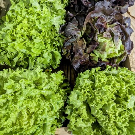 4 salades, 3 frisées vertes et laitue rouge, prises en photo de haut