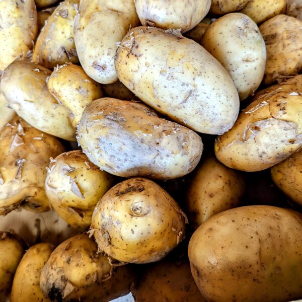 Tas de 10kg de pommes de terre nouvelle de chez Sylvain Andrieux à Odos