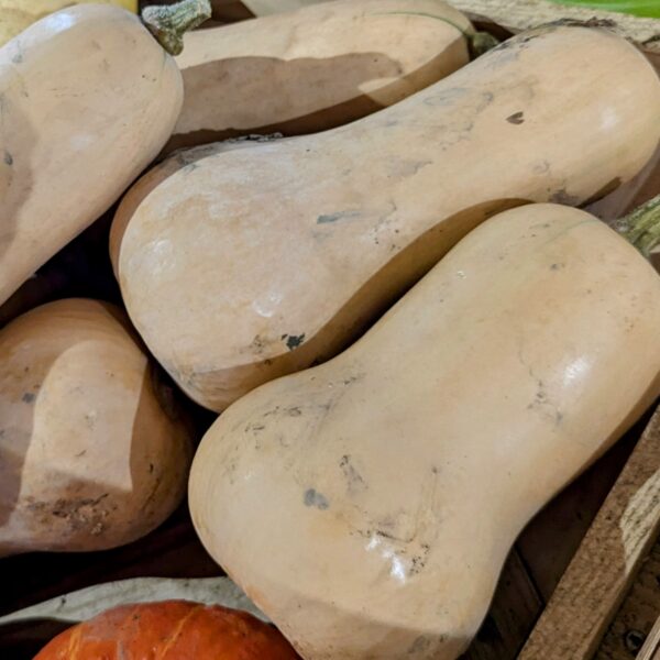 plusieures courges butternut à coté de potimarrons dans le rayon fruits et légumes du magasin