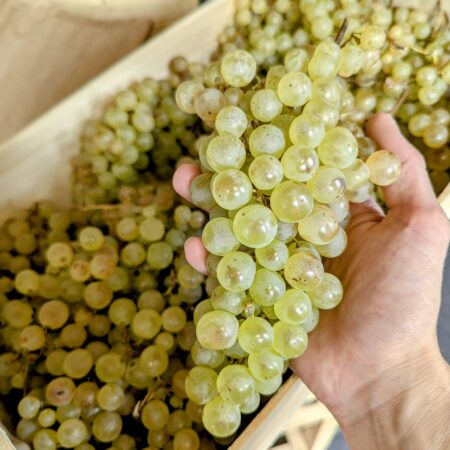 Une main qui tiens une grappe de raisin blanc de variété Chasselas, avec en arrière plan une caissette remplie de ce raisin