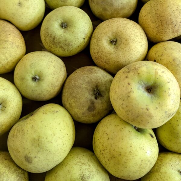 un quinzaine de pommes jaunes/vertes de variété chanteclerc, prise de près