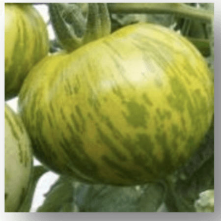 GREEN ZEBRA