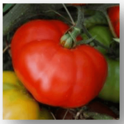 MARMANDE