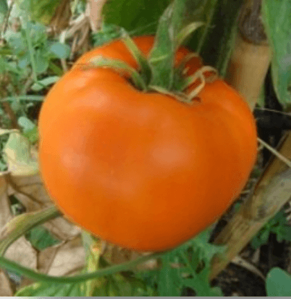 ORANGE QUEEN -