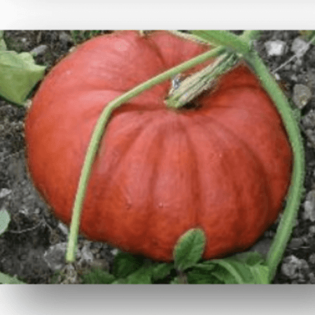 ROUGE VIF D’ETAMPES