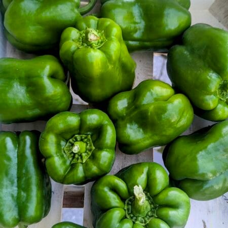 Poivrons Verts - Les Légumes du Moulin
