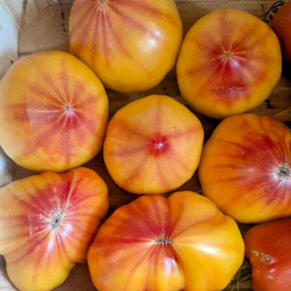 tomates ananas