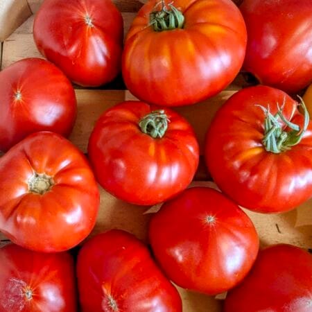 tomates ancienne cœur de bœuf