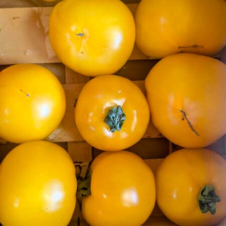 Tomate Jaunes - Sylvain Andrilleux