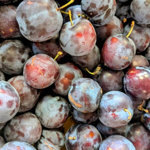Prune bleue royal