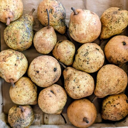 Poire Williams - Dupont de Clarac