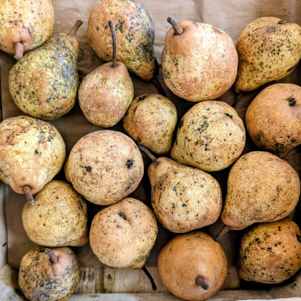 Poire Williams - Dupont de Clarac