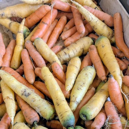 les carottes jaunes et oranges dans une cagette en bois