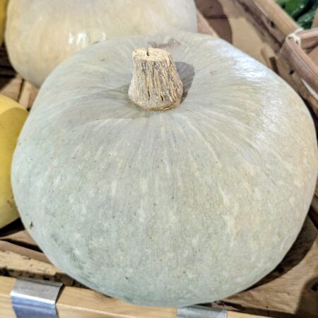 courge bleue de hongrie